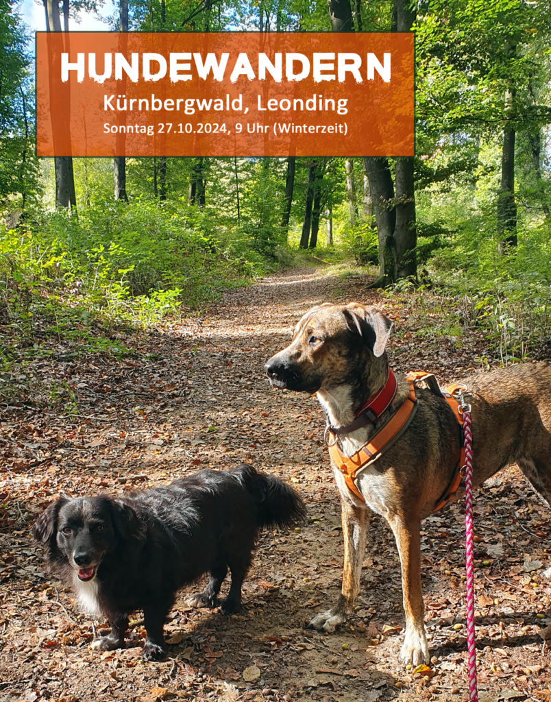 Hundewandern, zwei Hunde im Wald